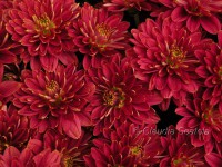 /album/fiori-autunnali/fiori-crisantemi-jpg/